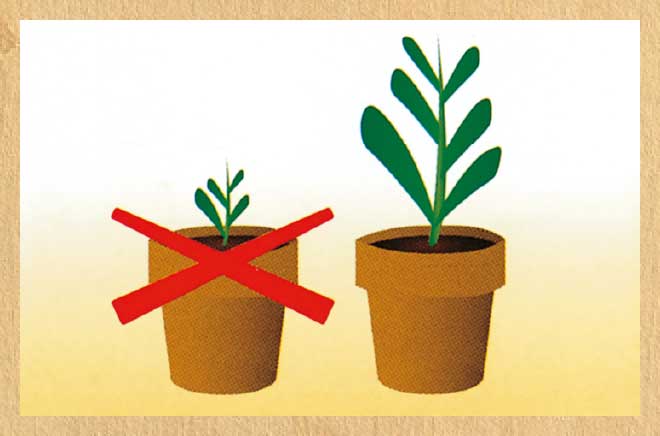 葉の弱い植物や苗には使用しないようにしてください。