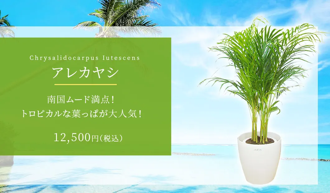 アレカヤシ 観葉植物 11,500円(税込)