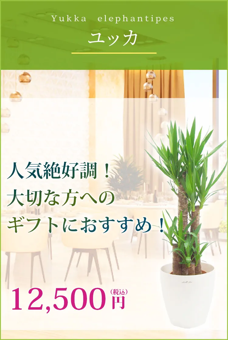 ユッカ 観葉植物 11,500円(税込)