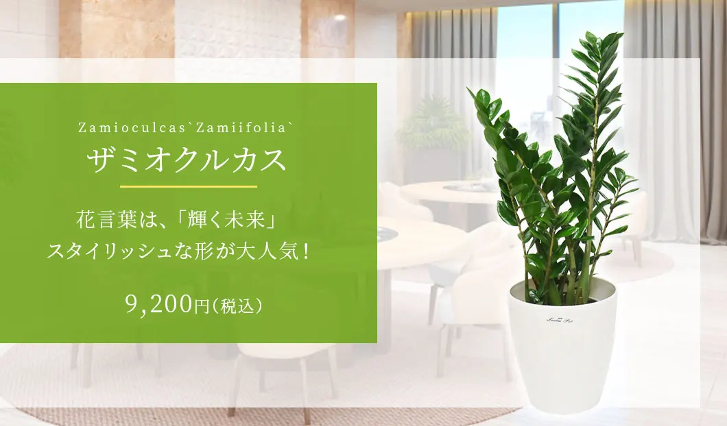 ザミオクルカス 観葉植物 9,200円(税込)