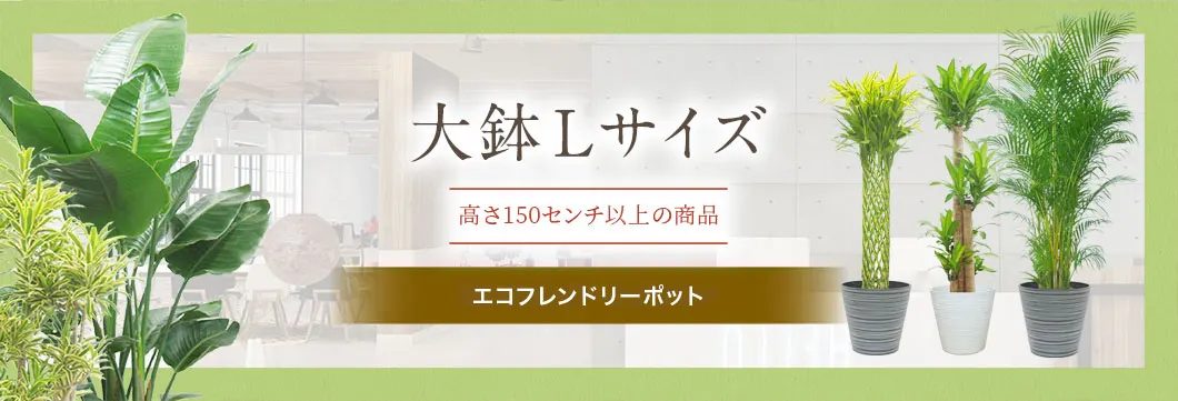 大鉢Lサイズ ラスターポット付･の観葉植物