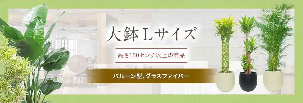 大鉢Lサイズ バルーン型、グラスファイバー製鉢カバー付･の観葉植物