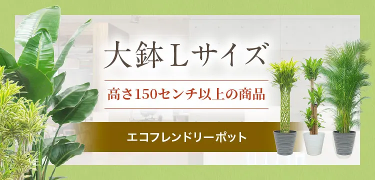 大鉢Lサイズ ラスターポット付の観葉植物