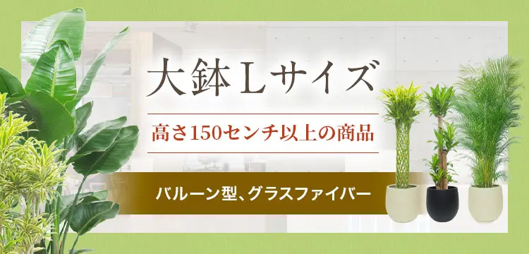 大鉢Lサイズ バルーン型、グラスファイバー製鉢カバー付の観葉植物