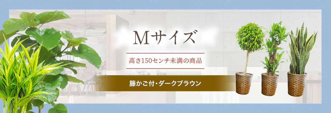 Mサイズ 籐かご付･ダークブラウンの観葉植物