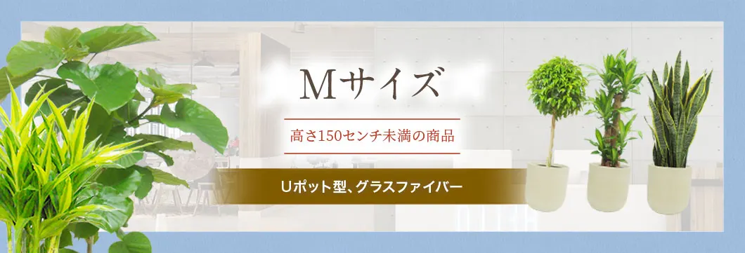 Mサイズ 籐かご付･ダークブラウンの観葉植物