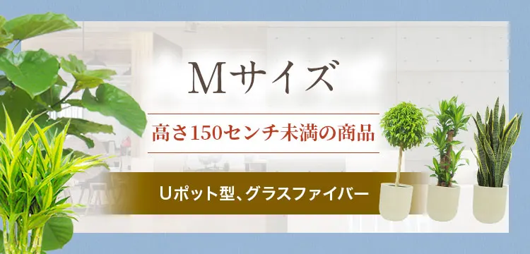 Mサイズ 籐かご付･ダークブラウンの観葉植物