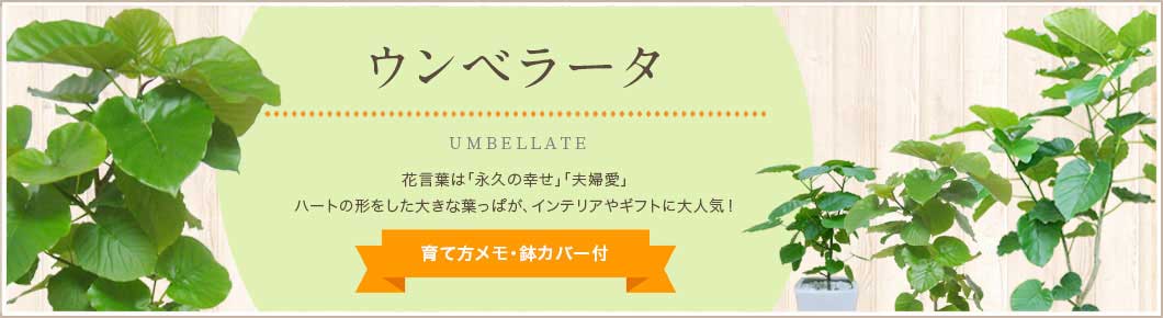 ウンベラータ、育て方メモ・鉢カバー付