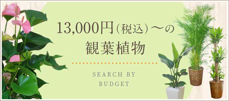  13,000円～15,999円（税込）の観葉植物