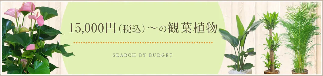 15,000円～19,999円（税込）の観葉植物