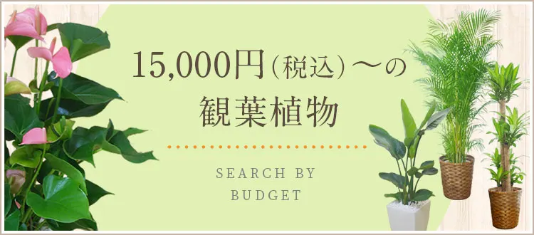 15,000円～19,999円（税込）の観葉植物