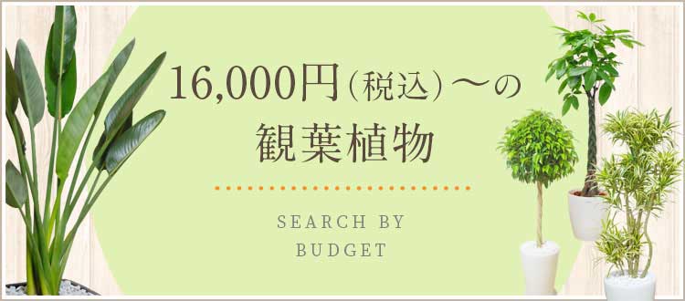  16,000円～17,999円（税込）の観葉植物