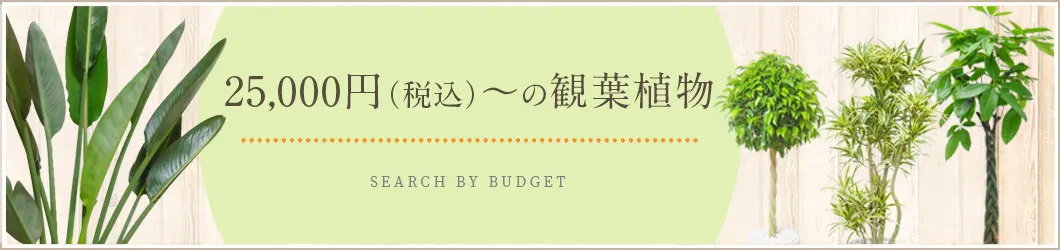 25,000円～29,999円（税込）の観葉植物