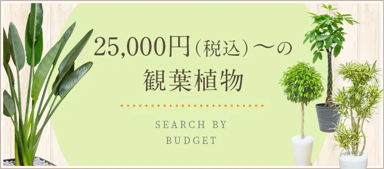 25,000円～29,999円（税込）の観葉植物