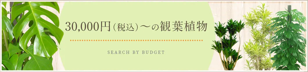 30,000円（税込）～の観葉植物