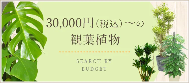 30,000円（税込）～の観葉植物