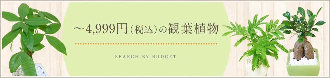 4,999円（税込）以下の観葉植物