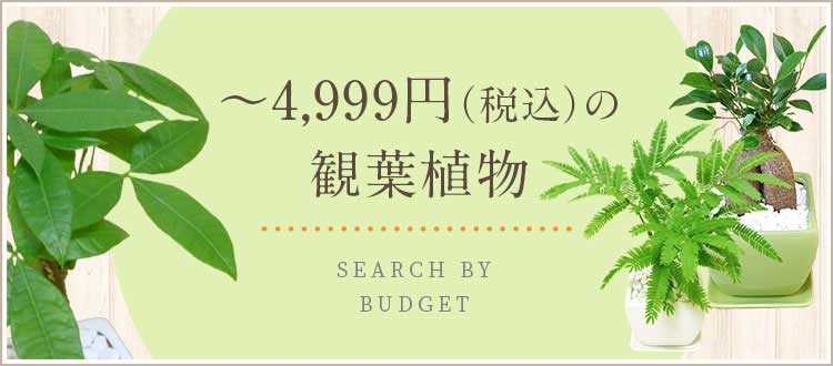 4,999円（税込）以下の観葉植物