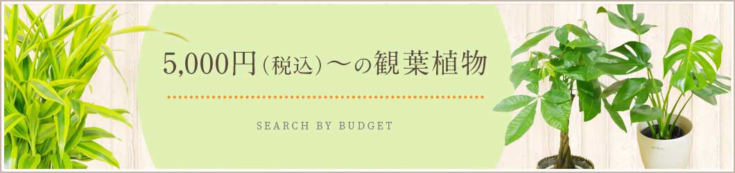  5,000円～7,999円（税込）の観葉植物