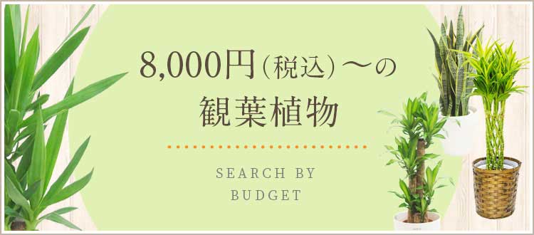  8,000円～9,999円（税込）の観葉植物