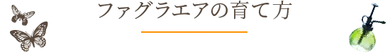 ファグラエアの育て方