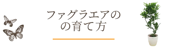 ファグラエアの育て方