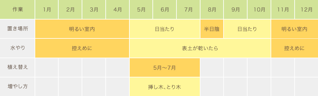 カポックの育て方 観葉植物の通販 販売のオアシス