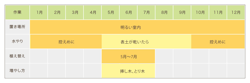 幸福の木の育て方 観葉植物の通販 販売のオアシス