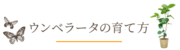 ウンベラータの育て方 観葉植物の通販 販売のオアシス