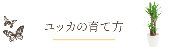 ユッカの育て方 観葉植物の通販 販売のオアシス