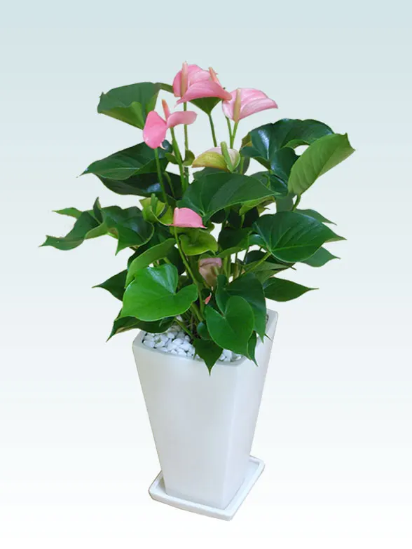 アンスリウム ピンク色 陶器鉢植込み スクエア白色 スタイリッシュ 観葉植物の販売 通販の観葉植物のオアシス