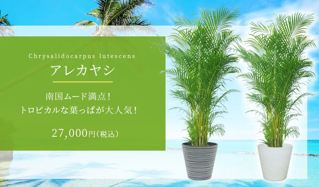 アレカヤシ 観葉植物 27,000円(税込)