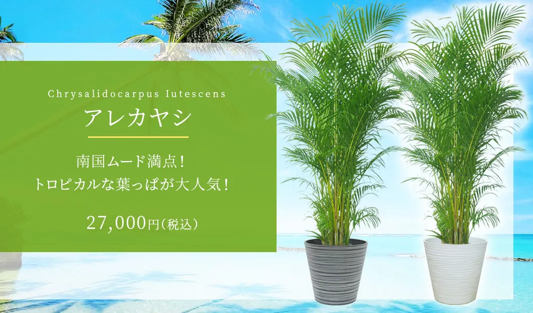 アレカヤシ 観葉植物 27,000円(税込)