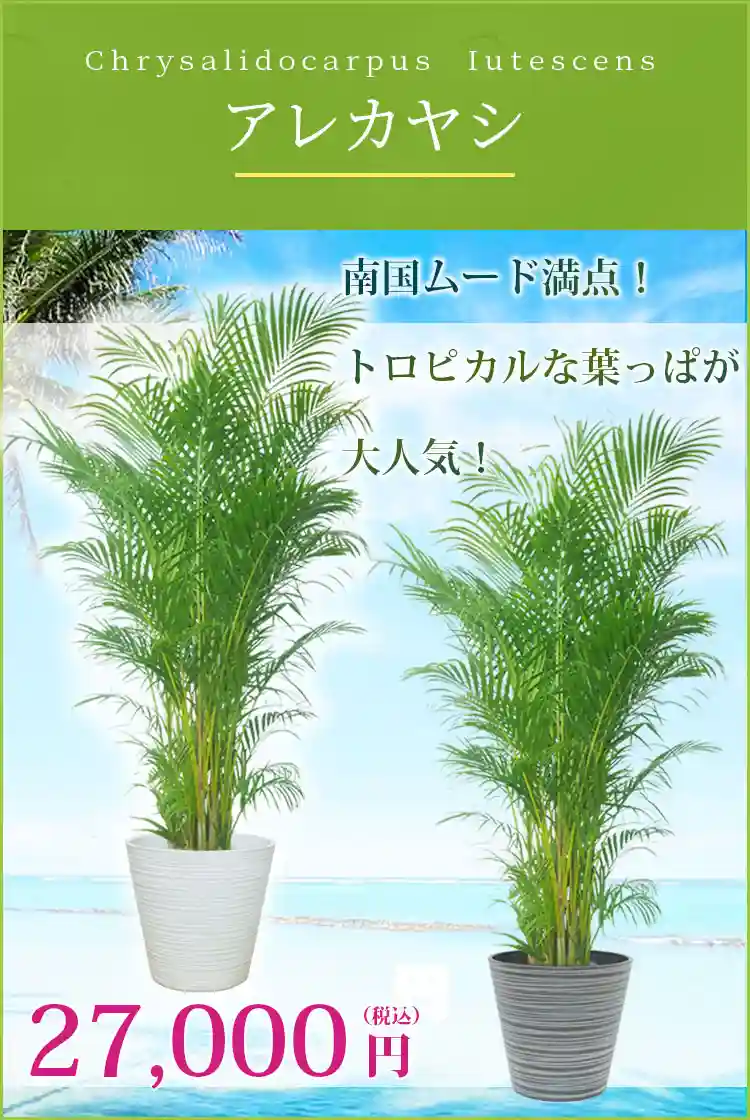 アレカヤシ 観葉植物 27,000円(税込)