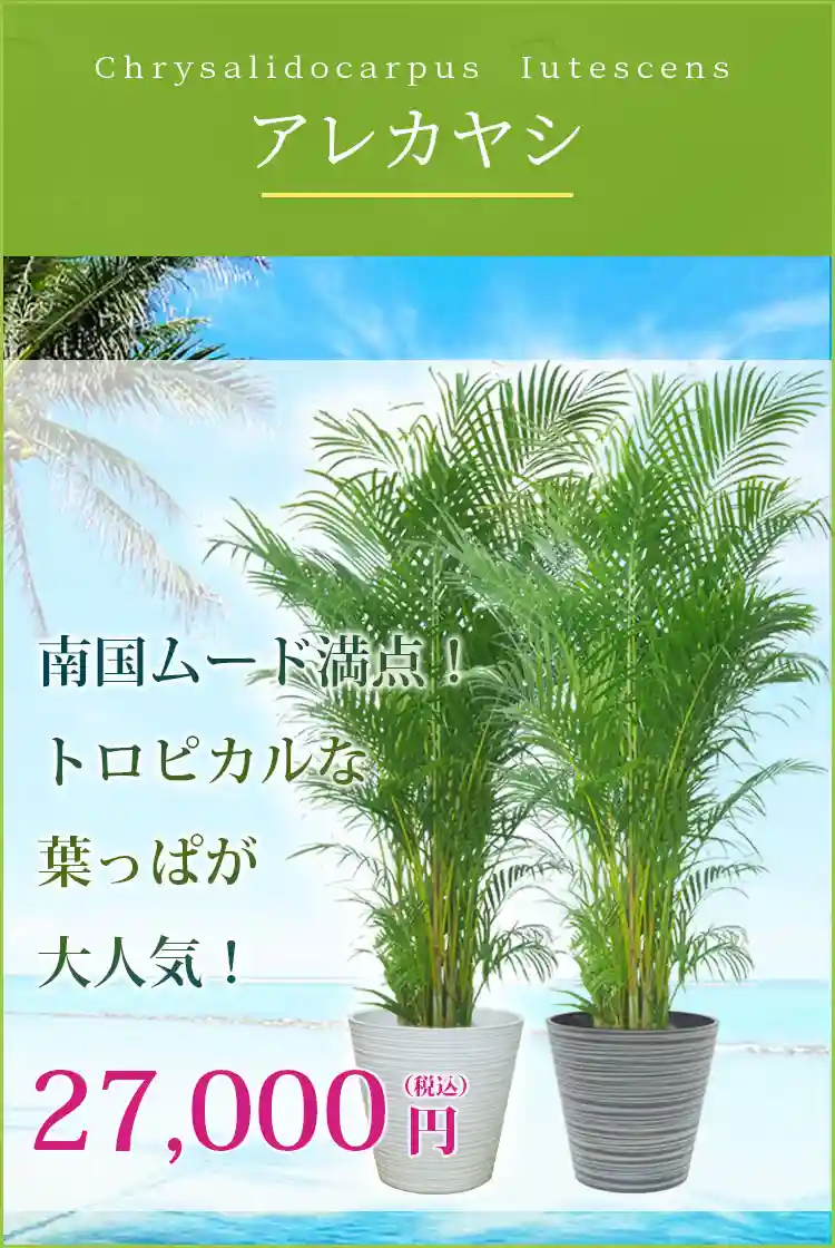 アレカヤシ 観葉植物 27,000円(税込)