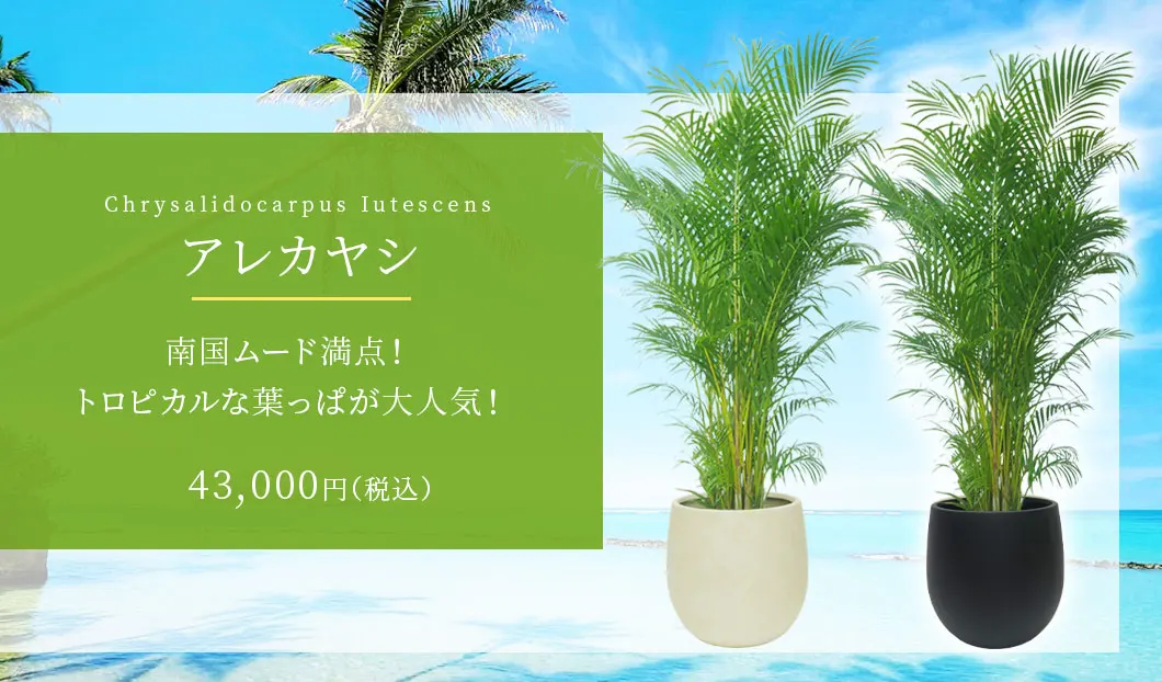 アレカヤシ 観葉植物 43,000円(税込)