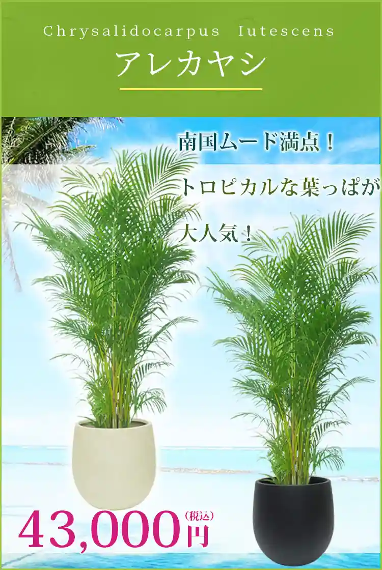 アレカヤシ 観葉植物 43,000円(税込)