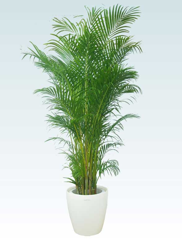 アレカヤシ ラスターポット付 Lサイズ 観葉植物の販売 通販の観葉植物のオアシス