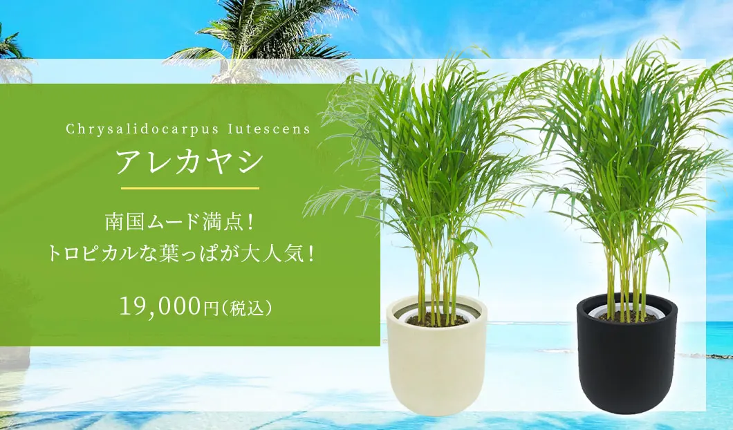 アレカヤシ 観葉植物 19,000円(税込)