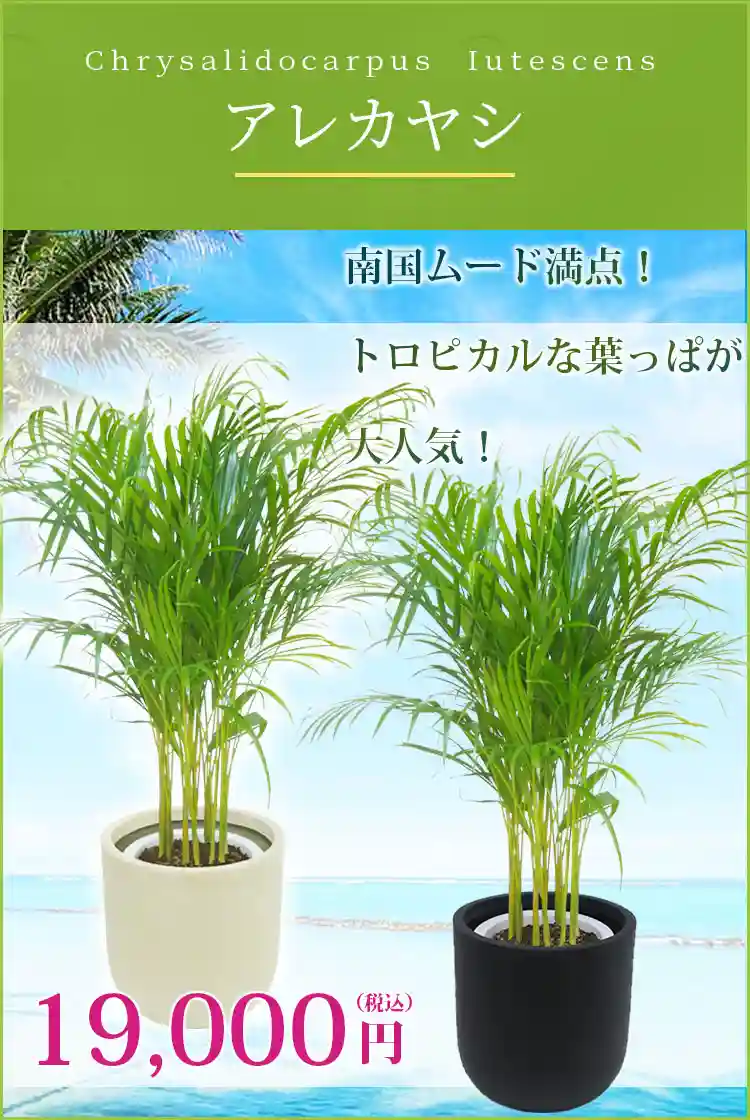 アレカヤシ 観葉植物 19,000円(税込)