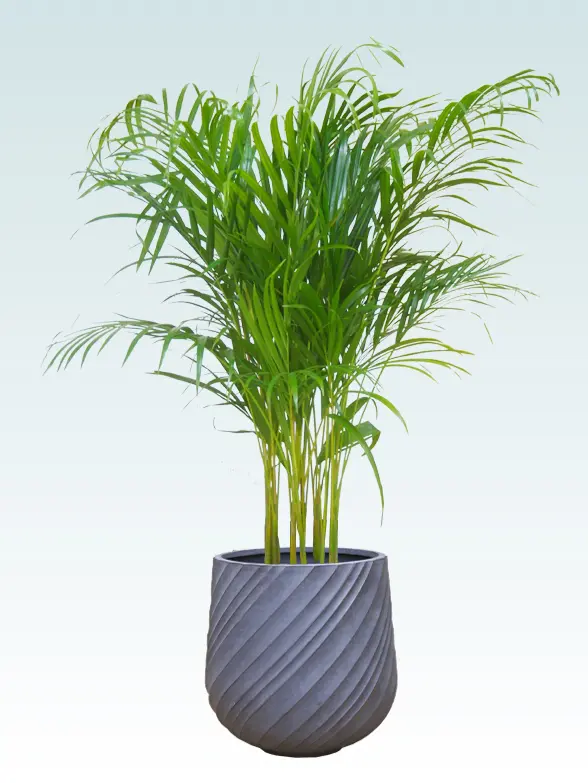 アレカヤシ Mサイズ スパイラル型、グラスファイバー製鉢カバー付