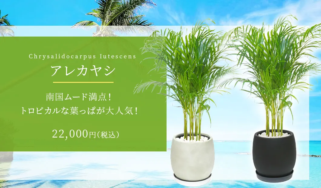 アレカヤシ 観葉植物 22,000円(税込)