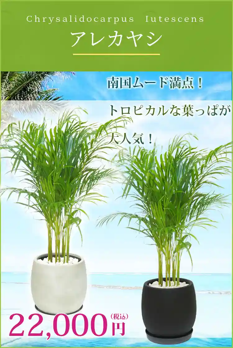 アレカヤシ 観葉植物 22,000円(税込)