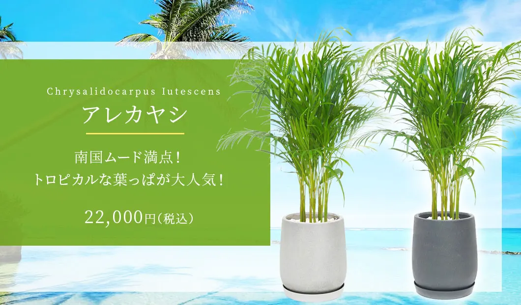 アレカヤシ 観葉植物 22,000円(税込)