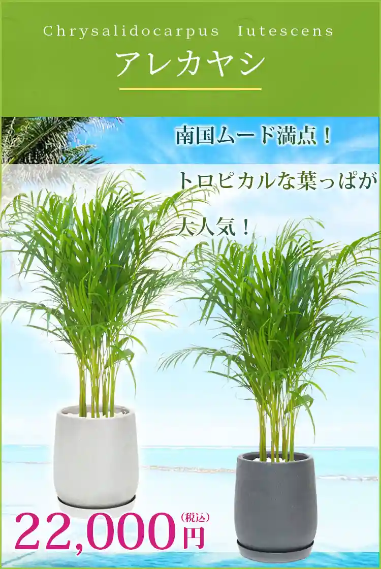 アレカヤシ 観葉植物 22,000円(税込)