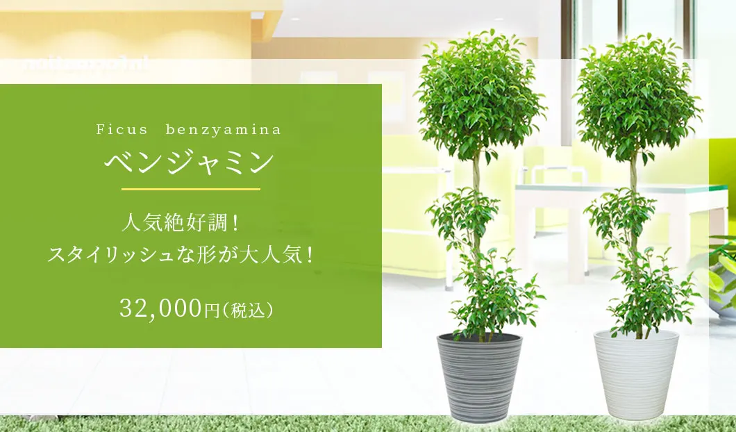 ベンジャミン 観葉植物 32,000円(税込)