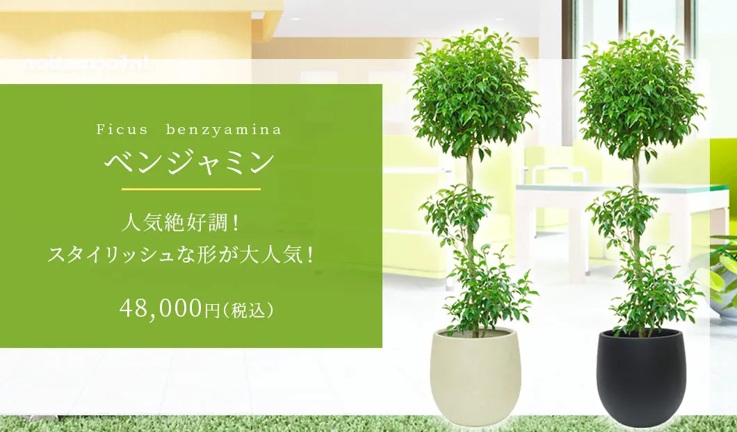 ベンジャミン 観葉植物 48,000円(税込)