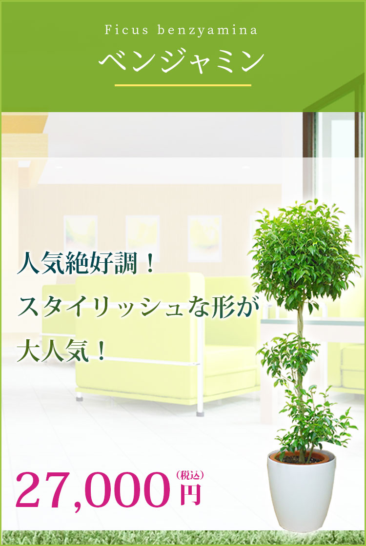 ベンジャミン 籐かご付 ラスターポット付 Lサイズ 観葉植物の販売 通販の観葉植物のオアシス