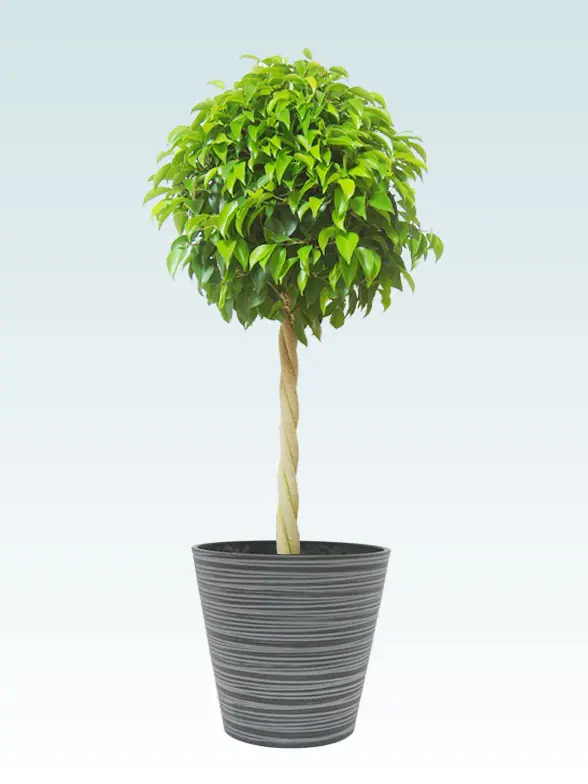 ベンジャミン Mサイズ エコフレンドリーポット付