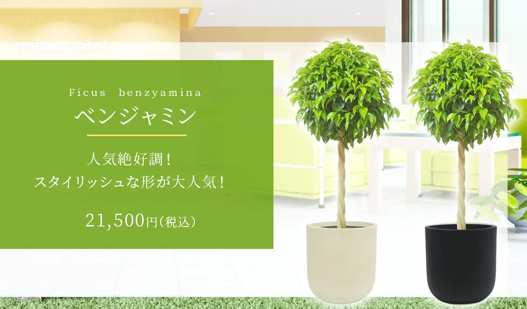 ベンジャミン 観葉植物 21,500円(税込)